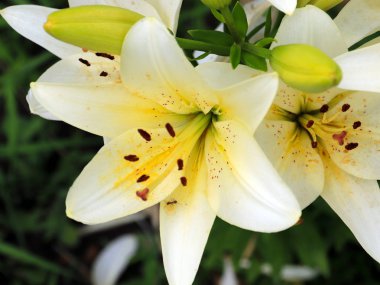 bir çayır üzerinde Bahçe zambak güzel zarif çiçekler