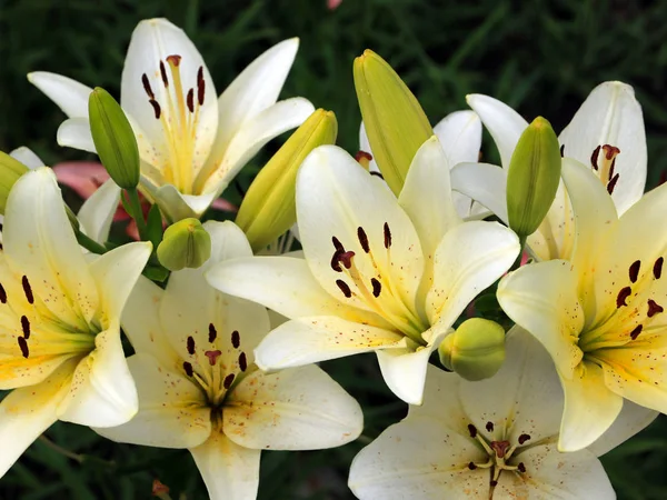 Mooie Sierlijke Bloemen Van Een Tuin Lelie Een Weide — Stockfoto