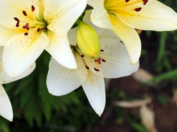 Belles Fleurs Gracieuses Lis Jardin Sur Une Prairie — Photo