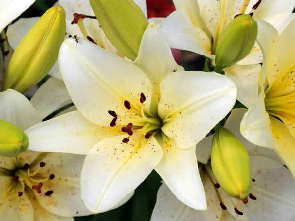 Красиві Витончені Квіти Садової Лілії Лузі — стокове фото