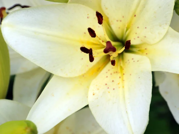Mooie Sierlijke Bloemen Van Een Tuin Lelie Een Weide — Stockfoto
