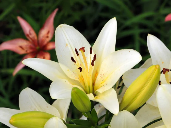 Mooie Sierlijke Bloemen Van Een Tuin Lelie Een Weide — Stockfoto