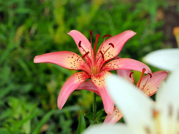 Belas Flores Graciosas Lírio Jardim Prado — Fotografia de Stock