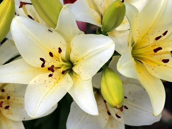 Piękne Kwiaty Wdzięku Ogrodowych Lilii Łące — Zdjęcie stockowe