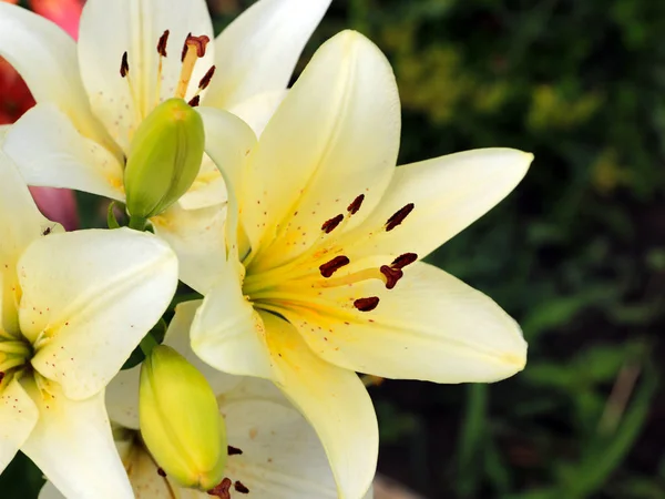 Mooie Sierlijke Bloemen Van Een Tuin Lelie Een Weide — Stockfoto