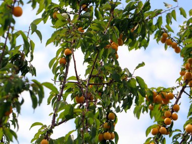 bahçede bir ağaç dalları üzerinde olgunlaşmış kiraz eriği
