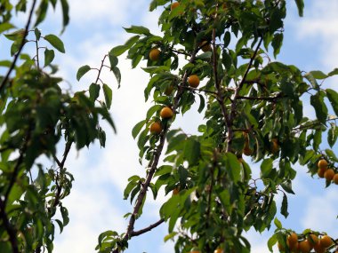 bahçede bir ağaç dalları üzerinde olgunlaşmış kiraz eriği