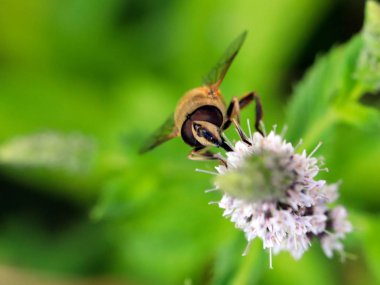 Arı nektarı çiçek ekosistem ufuk bir öğesi olarak toplar