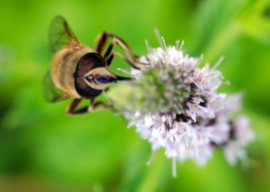 Arı nektarı çiçek ekosistem ufuk bir öğesi olarak toplar