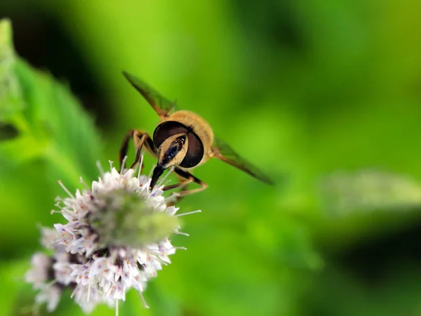 Abelha Recolhe Néctar Flor Como Elemento Desaparecimento Ecossistema — Fotografia de Stock