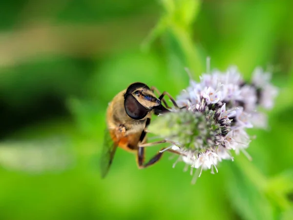 Пчела Собирает Нектар Цветка Исчезающий Элемент Экосистемы — стоковое фото
