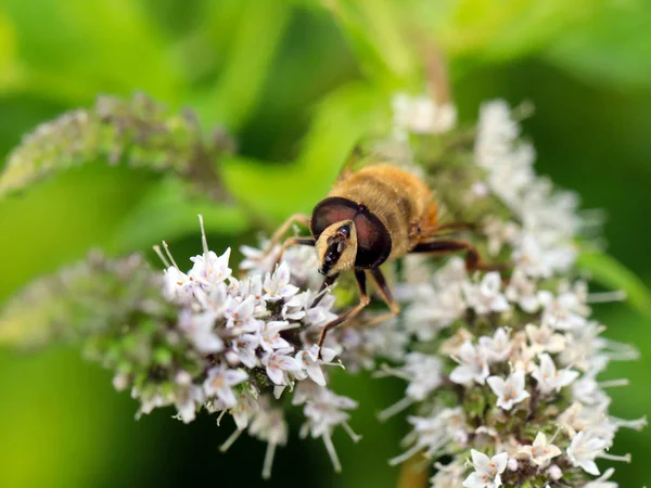 Bee Collects Nectar Flower Vanishing Element Ecosystem — Stock Photo, Image