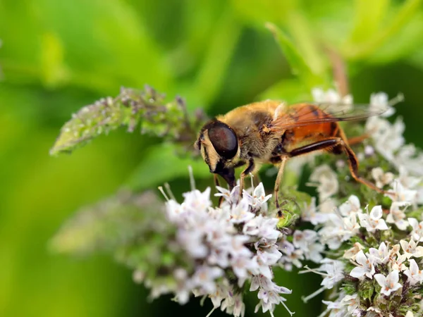 Пчела Собирает Нектар Цветка Исчезающий Элемент Экосистемы — стоковое фото