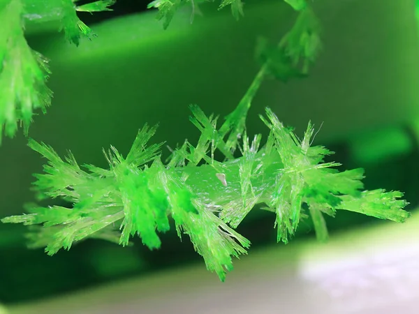 Graceful Bright Green Crystals Artificially Grown Mineral — Stock Photo, Image