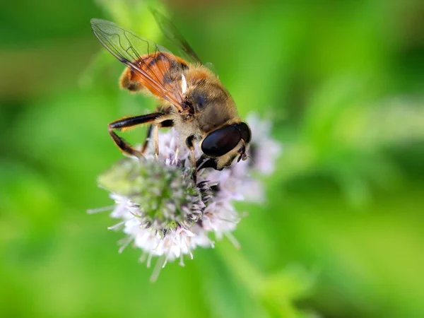 Bijen Verzamelt Nectar Uit Bloem Als Een Verdwijnende Element Van — Stockfoto