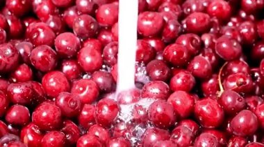 akan suyun içinde taze olgun kiraz berry