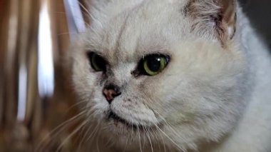 gri bir safkan kedi dikkatli bak