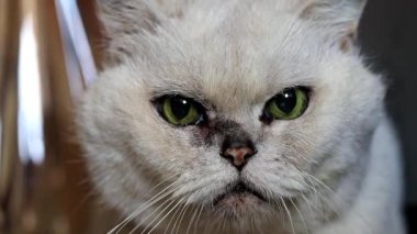 gri bir safkan kedi dikkatli bak