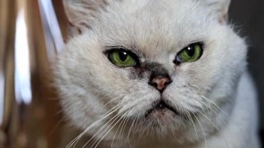 gri bir safkan kedi dikkatli bak