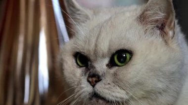 gri bir safkan kedi dikkatli bak