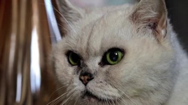 gri bir safkan kedi dikkatli bak