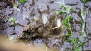 Bahçe arsa arazi üzerinde yağmur suyu bir damla düşer