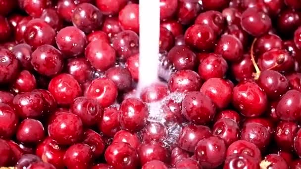 Bayas Frescas Cereza Maduras Agua Corriente — Vídeos de Stock