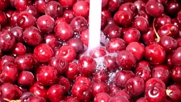 Świeżych Dojrzałych Wiśni Berry Pod Bieżącą Wodą — Wideo stockowe