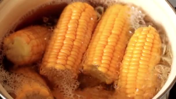 Cooking Eating Fresh Corn Boiling Water — Stock Video