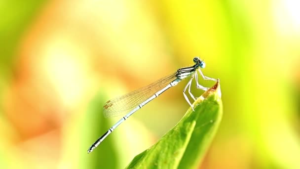 Little Blue Dragonfly Sitting Leaf Plant — Stock Video