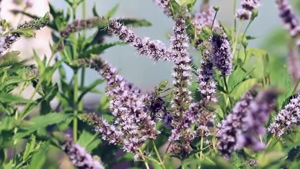 Una Libélula Azul Sentada Sobre Una Hoja Una Planta — Vídeos de Stock