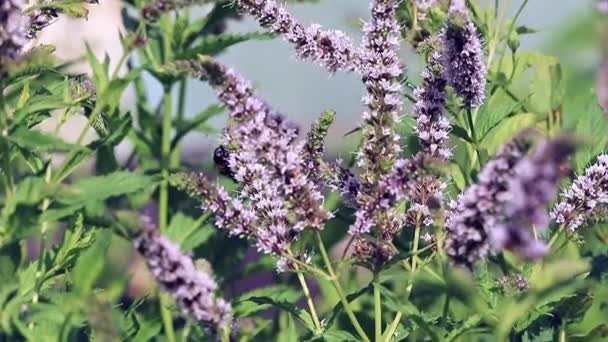 Biet Samlar Nektar Från Vackra Pepparmynta Blommor — Stockvideo