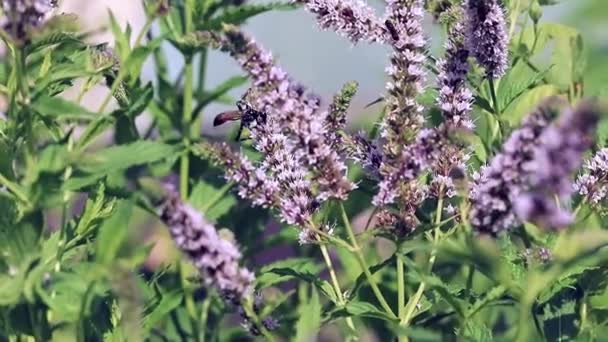 Μέλισσα Συλλέγει Νέκταρ Από Λουλούδια Όμορφα Μέντα — Αρχείο Βίντεο