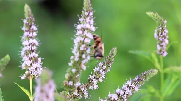 Bee Collects Nectar Beautiful Peppermint Flowers — Stock Video