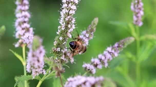 Bee Collects Nectar Beautiful Peppermint Flowers — Stock Video