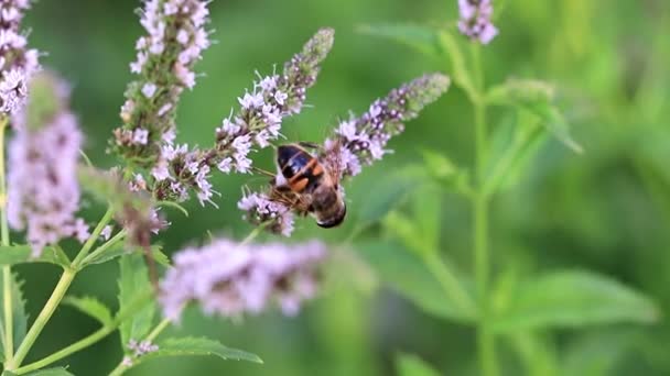 Μέλισσα Συλλέγει Νέκταρ Από Λουλούδια Όμορφα Μέντα — Αρχείο Βίντεο