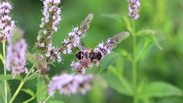 Abeja Recoge Néctar Hermosas Flores Menta — Vídeo de stock