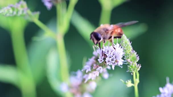 Abeja Recoge Néctar Hermosas Flores Menta — Vídeos de Stock