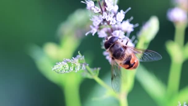 Bee Verzamelt Nectar Uit Bloemen Mooi Pepermunt — Stockvideo