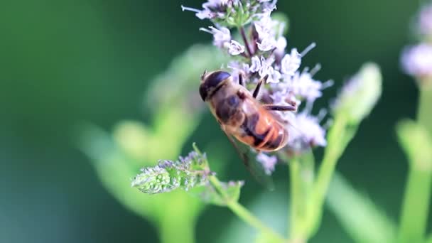 Abeja Recoge Néctar Hermosas Flores Menta — Vídeo de stock