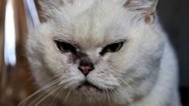 Внимательный Взгляд Серой Чистокровной Кошки — стоковое видео