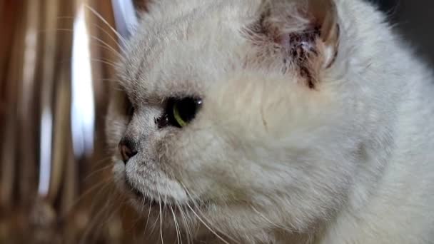 Sguardo Attento Gatto Purosangue Grigio — Video Stock