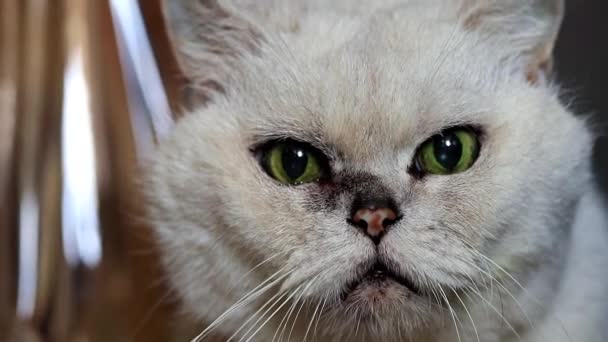 Προσεκτικός Βλέμμα Του Μια Γκρι Καθαρόαιμο Γάτα — Αρχείο Βίντεο
