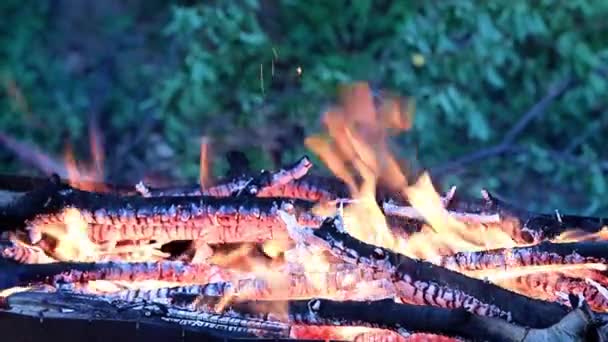 Langues Vives Flamme Chaude Dans Brasero — Video