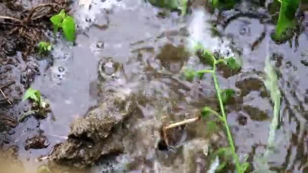 菜園の土地に落ちる雨水の — ストック動画
