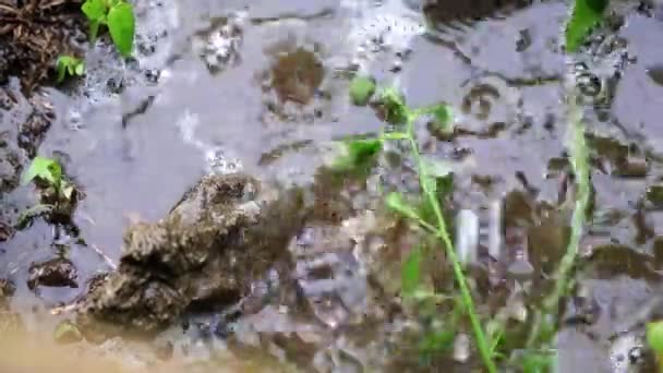 Ein Tropfen Regenwasser Fällt Auf Das Gartengrundstück — Stockvideo