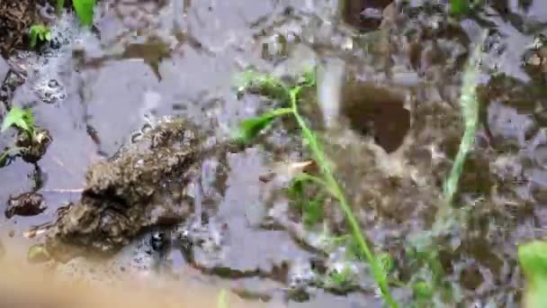 Uma Gota Água Chuva Cai Terreno Jardim — Vídeo de Stock