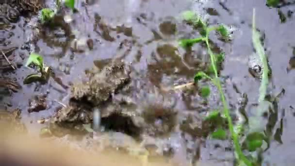 Droppe Regnvatten Faller Trädgårdslandet Mark — Stockvideo