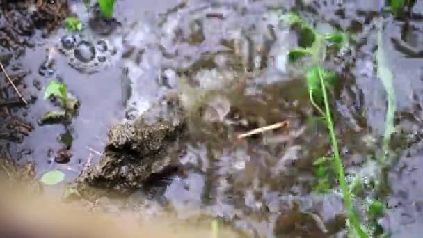 Droppe Regnvatten Faller Trädgårdslandet Mark — Stockvideo