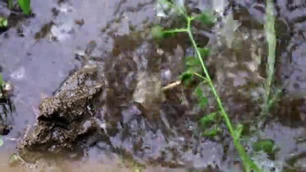 Una Goccia Acqua Piovana Cade Sul Terreno Del Giardino — Video Stock